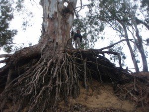 Giovanni supports an eroded red gum
